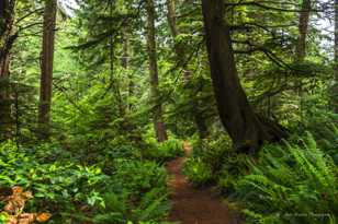 Trail to 3rd beach-7216.jpg Trail to 3rd beach-7216.jpg